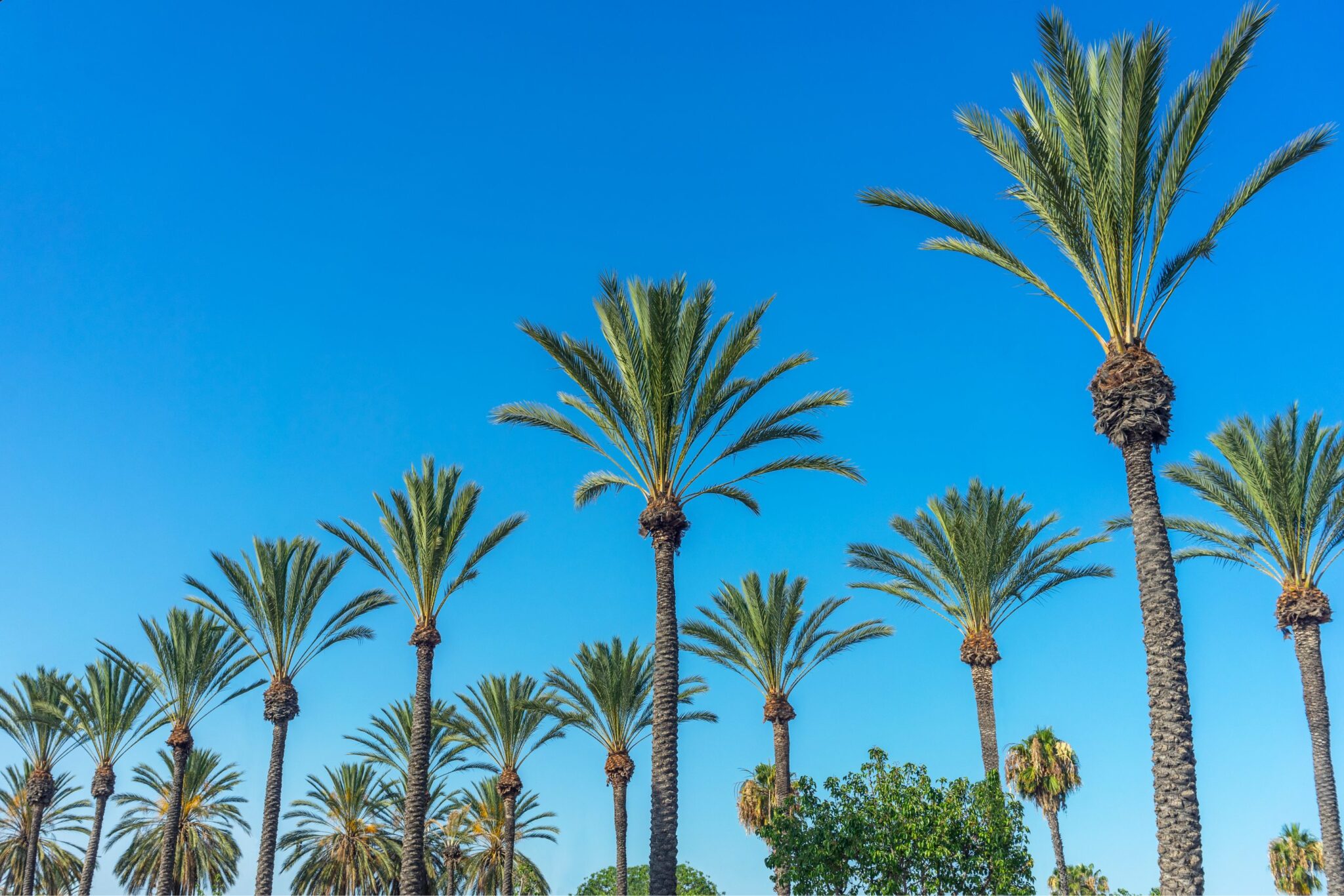 GettyImages-2164237540 A group of palm trees that are in the air.