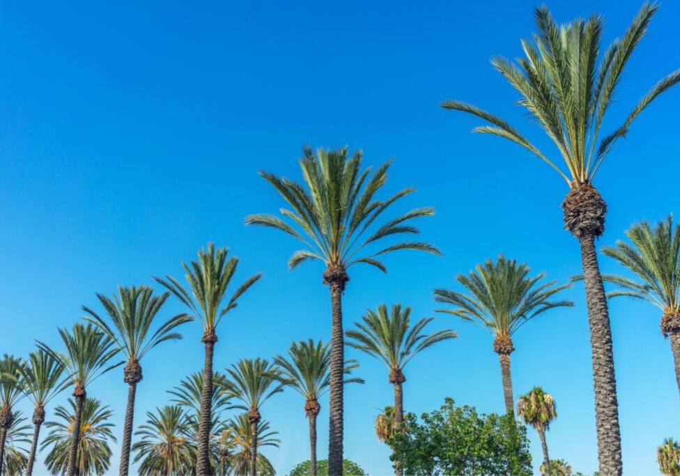 A group of palm trees that are in the air.